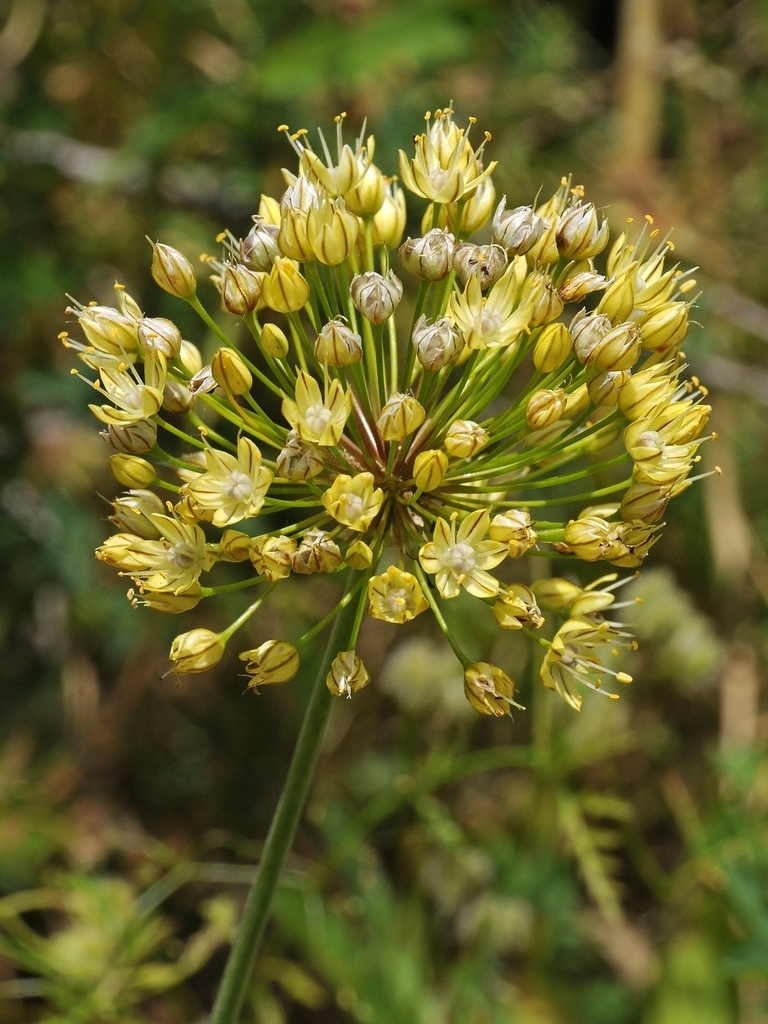 Allium eriocoleum