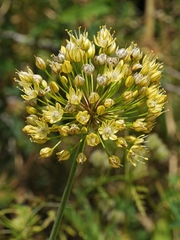 Allium eriocoleum