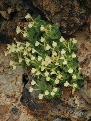 Scutellaria immaculata