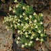Scutellaria immaculata - Photo 由 vladimir_epiktetov 所上傳的 (c) vladimir_epiktetov，保留部份權利CC BY-NC