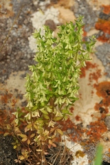 Callipeltis cucullaris