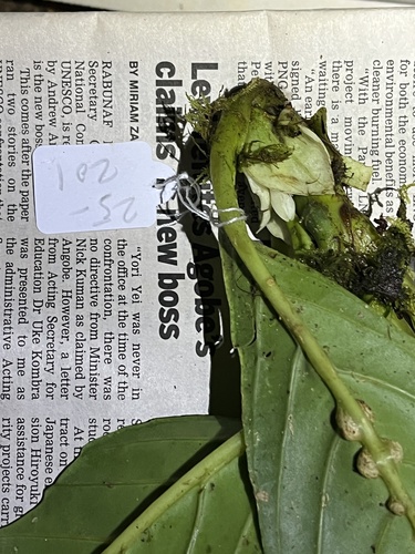 Cyrtandra pogonantha observed 2025-11-13
