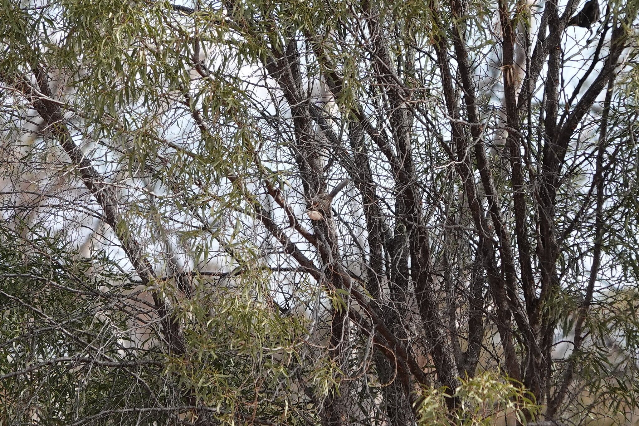 Chestnut-crowned Babbler (Pomatostomus ruficeps), photo 6