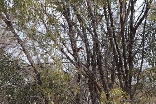 Chestnut-crowned Babbler (Pomatostomus ruficeps), photo 4