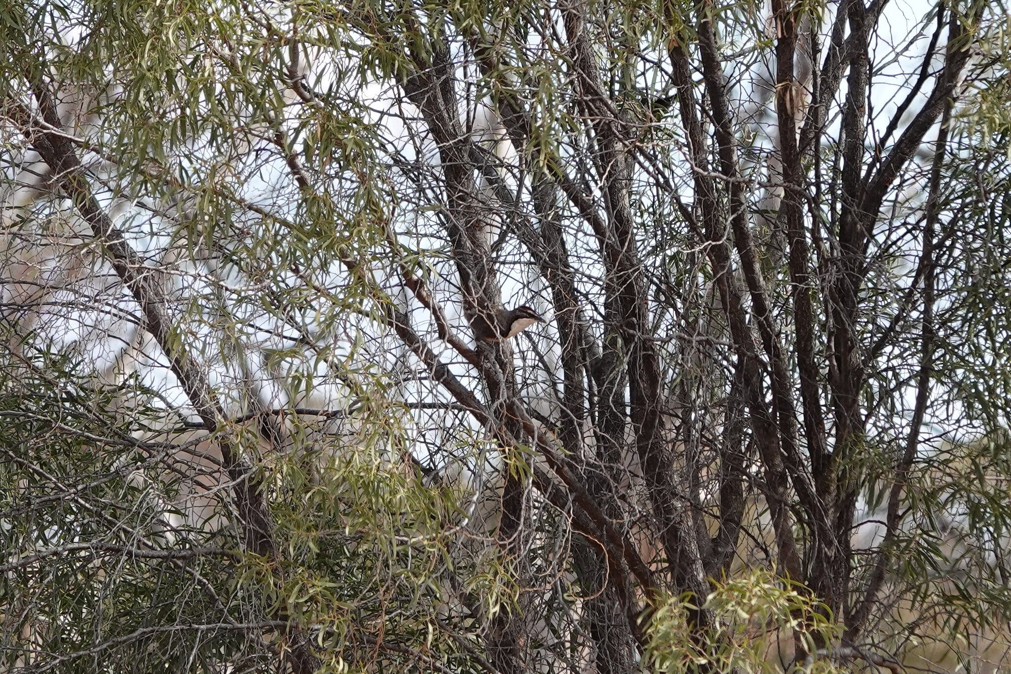 Chestnut-crowned Babbler (Pomatostomus ruficeps), photo 7