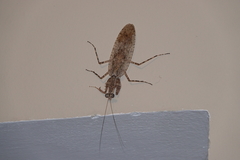 Gonatista jaiba