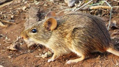 Lemniscomys rosalia