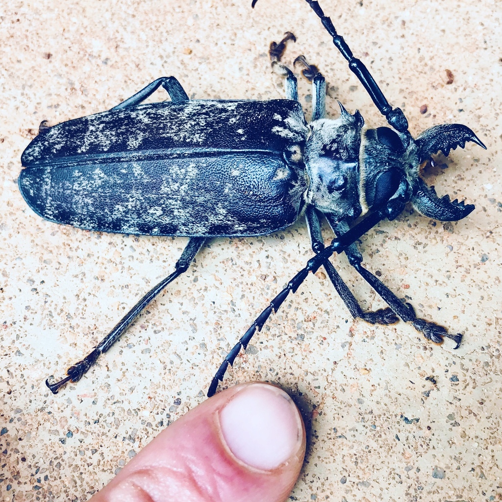 Tithoes frontalis