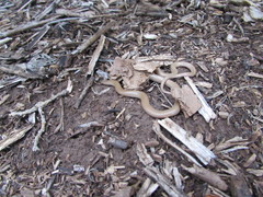 Tantilla hobartsmithi