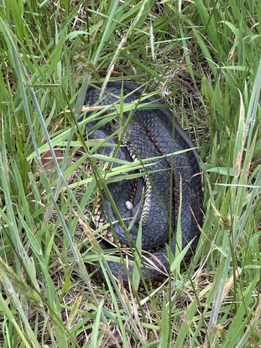 Lowlands Copperhead sighting