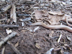 Tantilla hobartsmithi