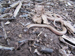 Tantilla hobartsmithi