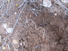 Tantilla hobartsmithi