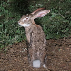Lepus saxatilis