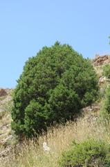 Juniperus semiglobosa