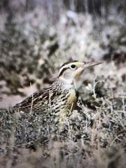 Sturnella magna lilianae