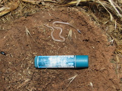 Tantilla hobartsmithi