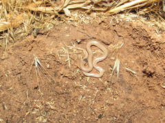 Tantilla hobartsmithi