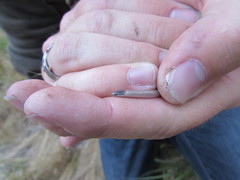 Tantilla hobartsmithi