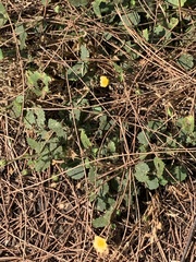 Angiospermae
