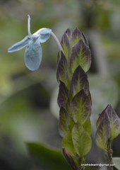 Ecbolium ligustrinum