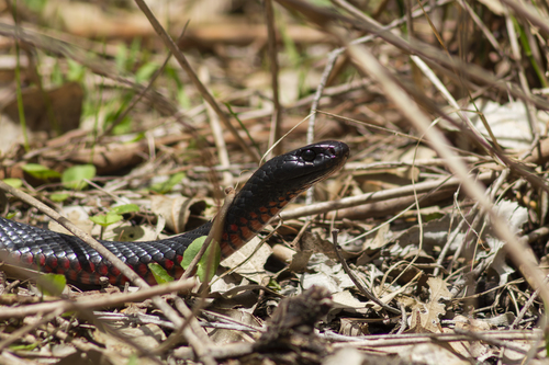 Red-bellied Black Snake sighting