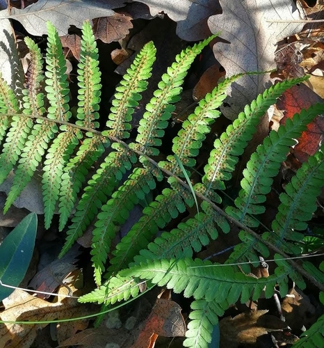 male fern