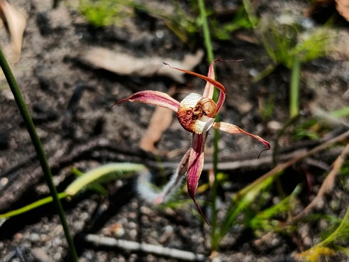 plain-lip spider orchid (Caladenia clavigera)