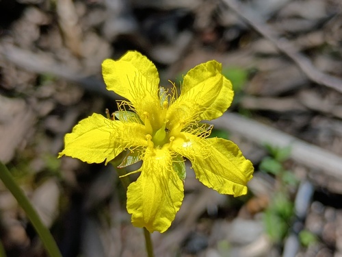 Ornduffia reniformis (Ornduffia reniformis)