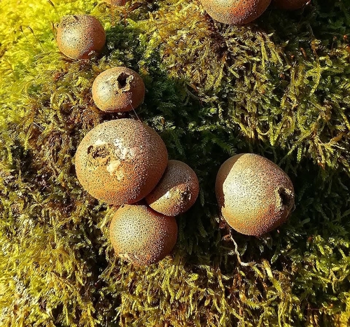 Pear-shaped Puffball