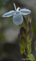 Ecbolium ligustrinum