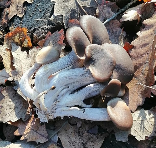 Oyster Mushroom
