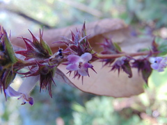 Hyptis rhytidea