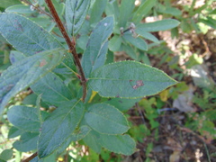 Hyptis rhytidea