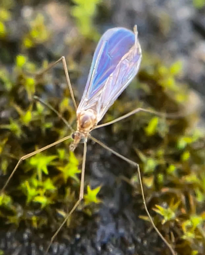 Unknown species found near NE Davis St, Portland, OR, US