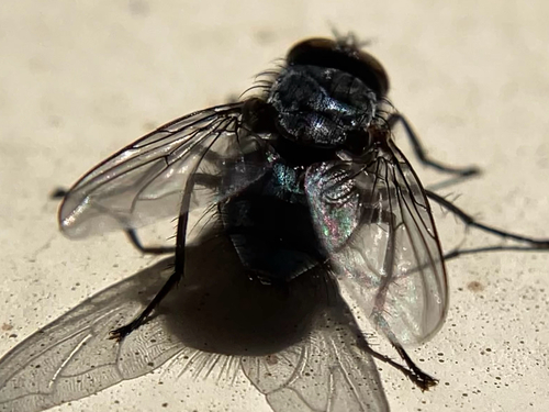 Unknown species found near NE Davis St, Portland, OR, US