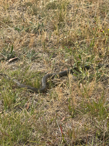 Eastern Brown Snake sighting