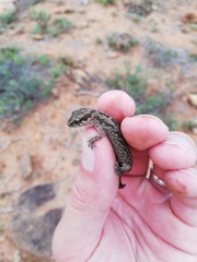 Pachydactylus maculatus