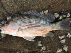 Lutjanus johnii