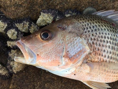 Lutjanus johnii