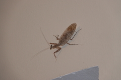 Gonatista jaiba