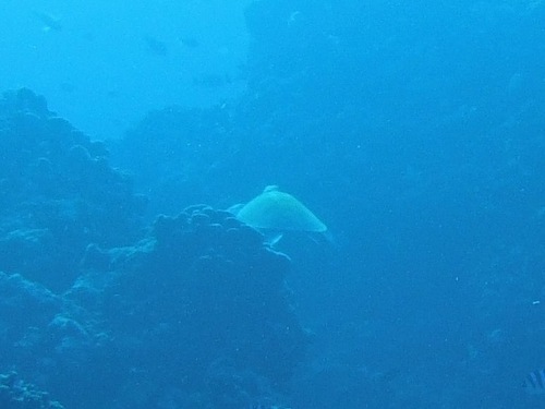 Hawksbill turtle