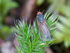 Heteromyza