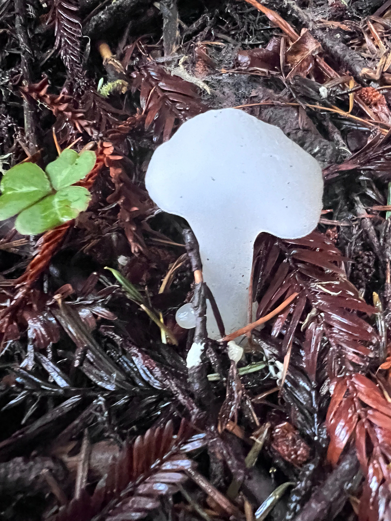 Pseudohydnum gelatinosum · November 2025 · photo: © staffordcorey (iNaturalist, cc-by)