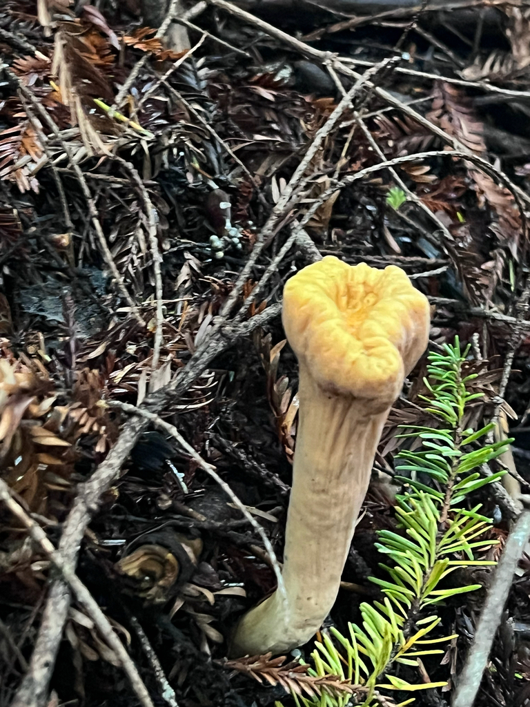 Clavariadelphus truncatus