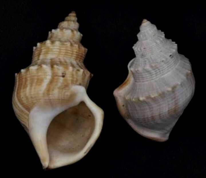 Ostrich Foot Snail