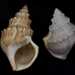 Ostrich Foot Snail - Photo (c) 
Naturalis Biodiversity Center, some rights reserved (CC BY-SA)