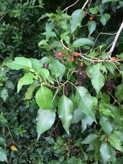 Cordia caffra