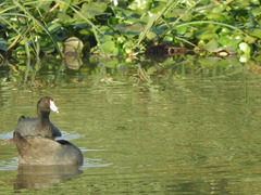 Fulica americana
