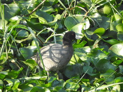 Fulica americana